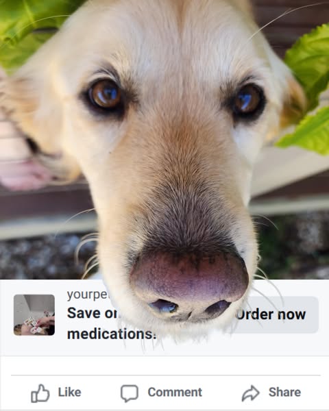 Shop for pet care products