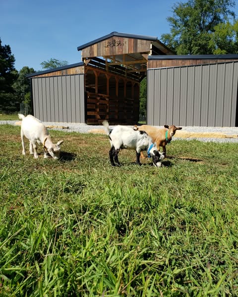 livestock