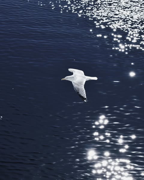 seagull