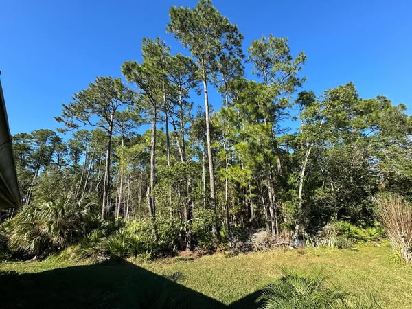 underbrush