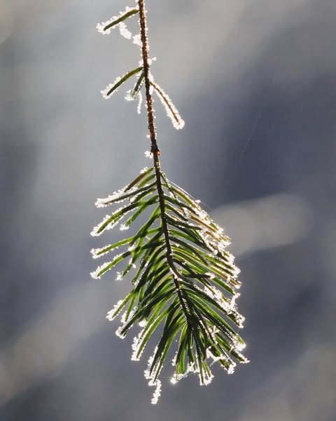 conifer