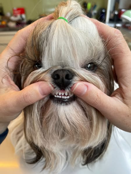 Premium veterinarian
