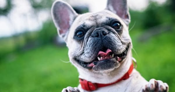 Shop for Pet Toys