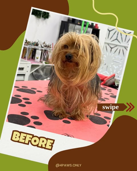 Shop for pet grooming