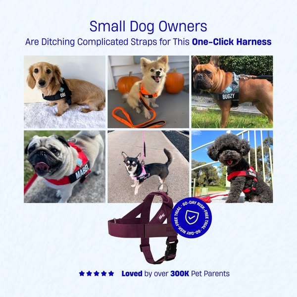 Shop for Pet Collars