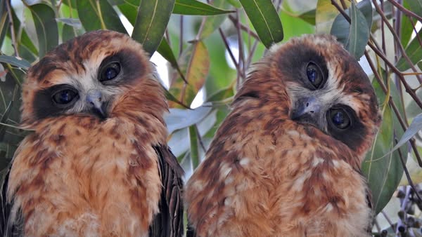 hoot