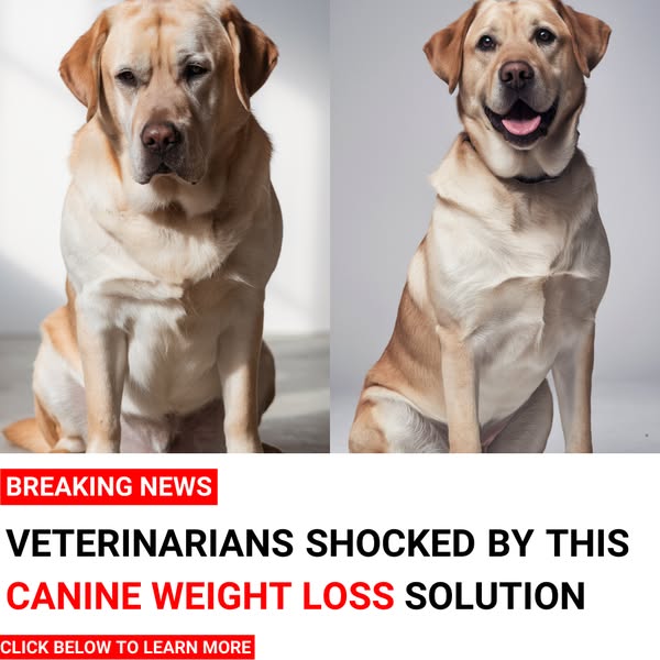 canine