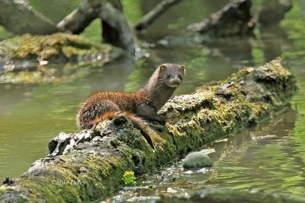 beaver