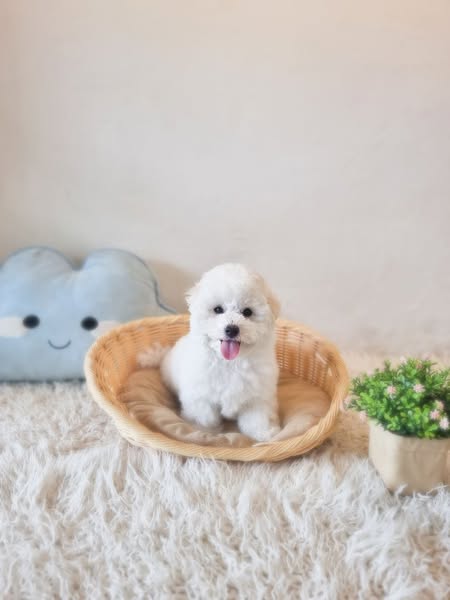 Shop for Pet Owners