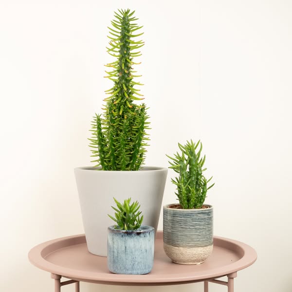 Resilient plant