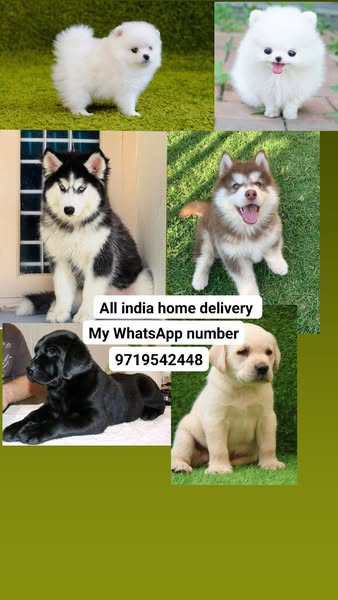 Shop Pets