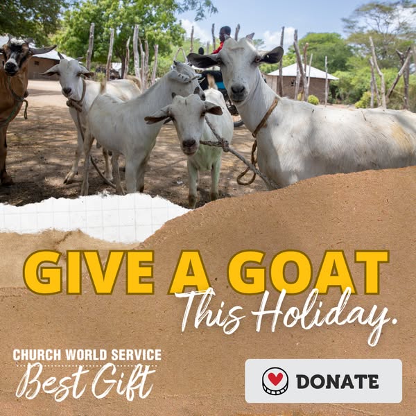 Goat Milk