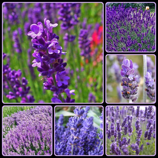Elegant aroma