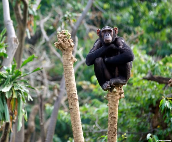 chimpanzee