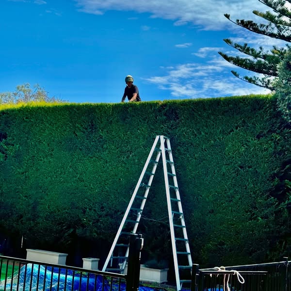 hedge