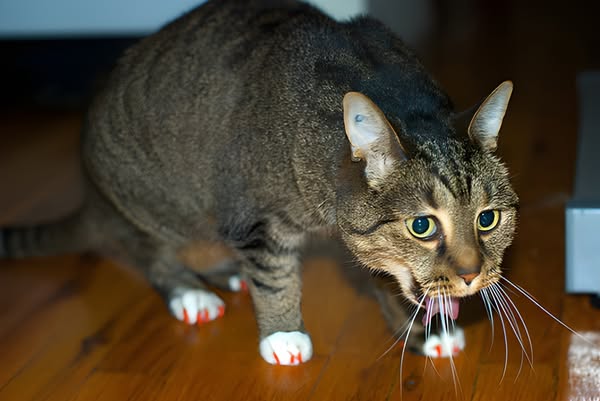 Shop for Pet Treats