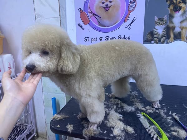 Shop for pet grooming