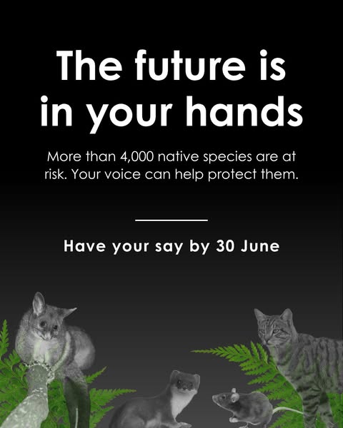 Focused species