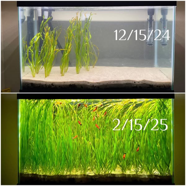 Fast substrate