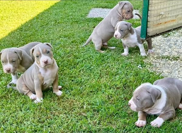 adopt
