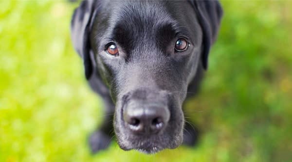 canine