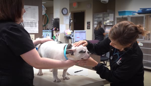 veterinary