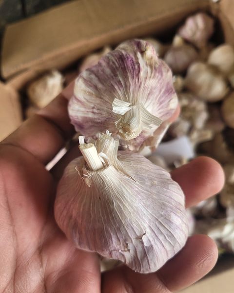 Green Onion