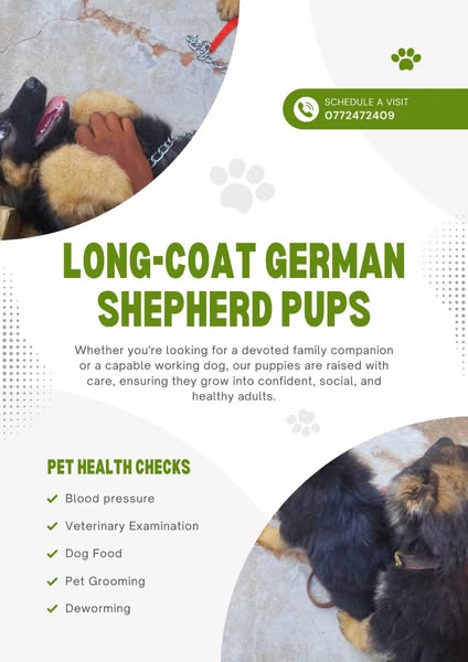 Healthy companion
