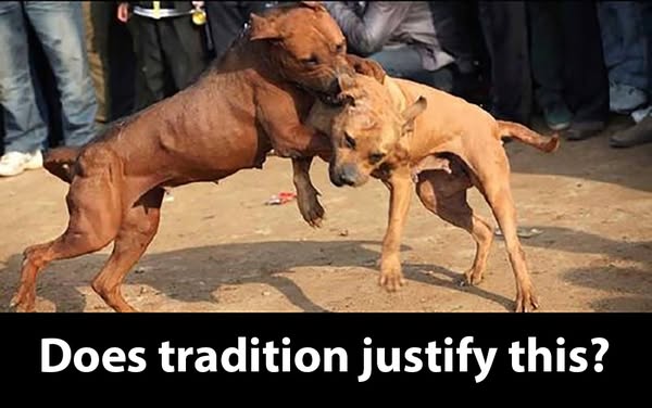 aspca.org