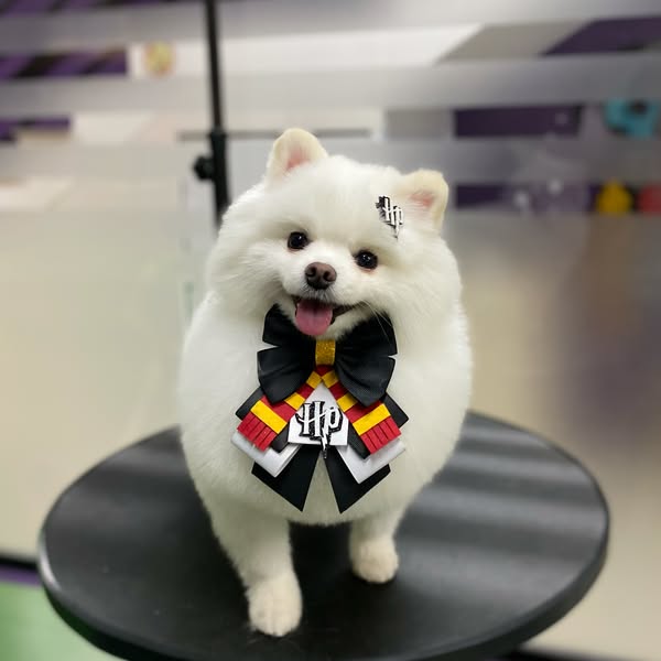 Shop Pets