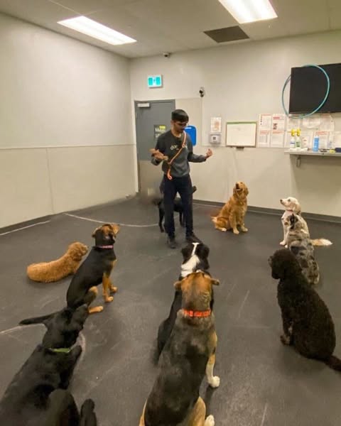 canine