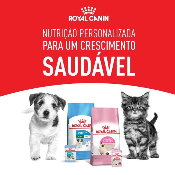 Premium kitten