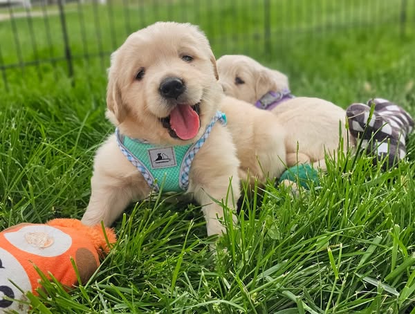 Stunning retriever