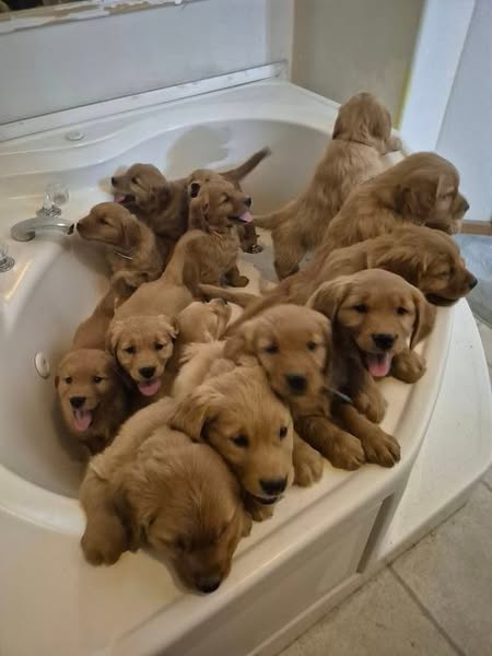 akc.org