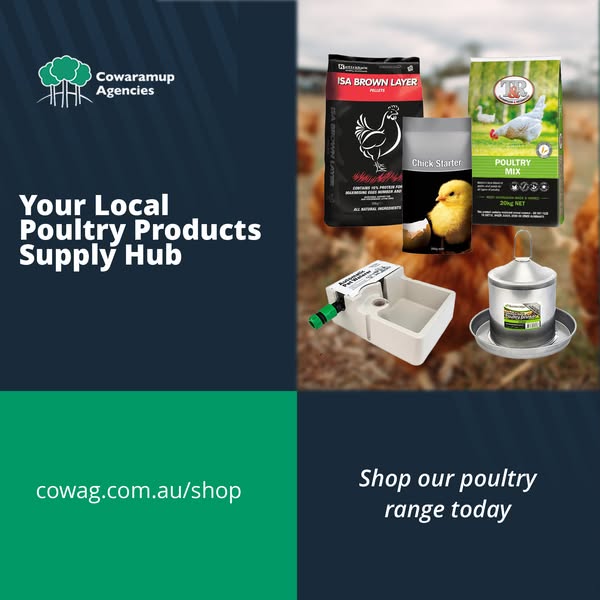 Shop Local