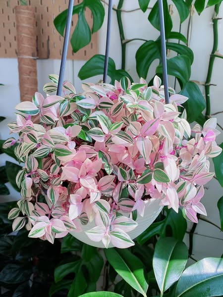 Stunning plant