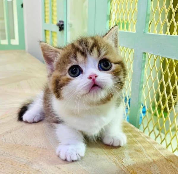 Munchkin