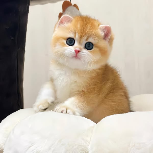 Munchkin