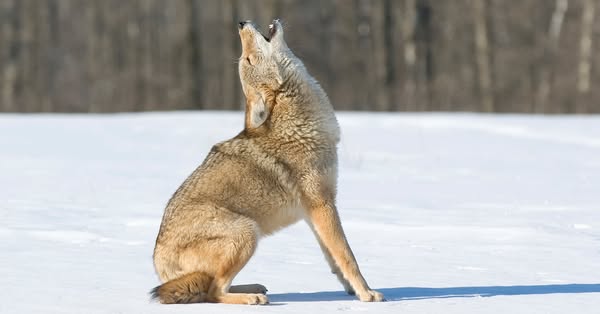 canine