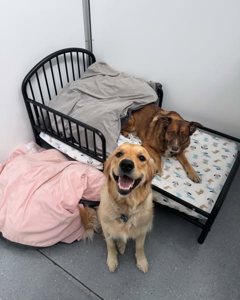 Cozy obedience