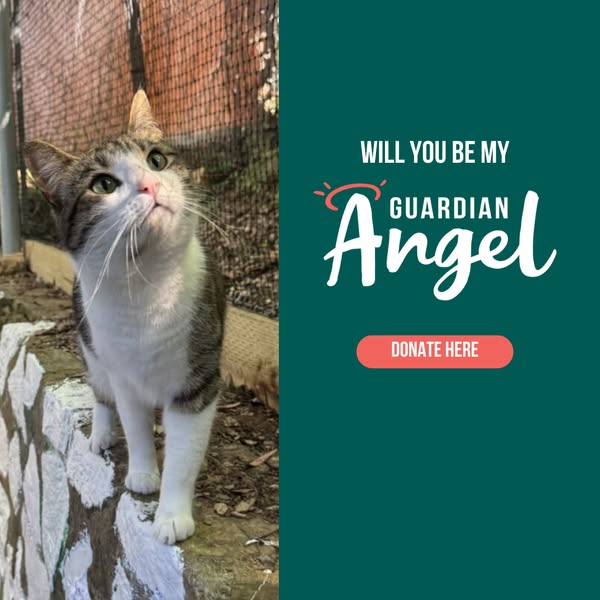 The Guardian