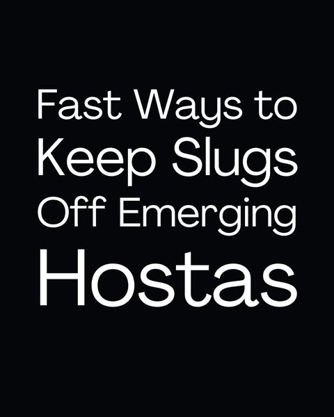 Fast ragged