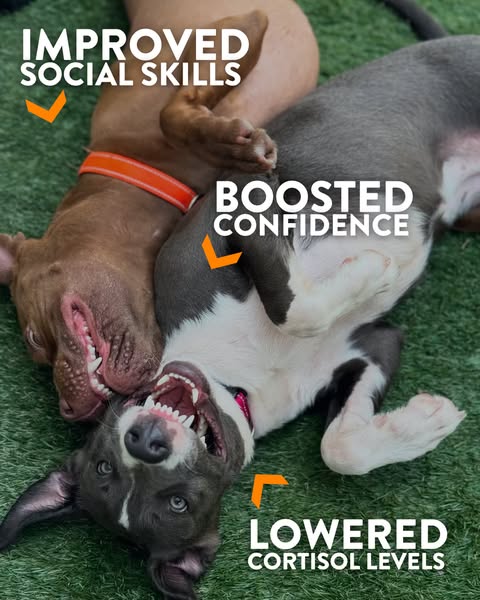 Healthy pup