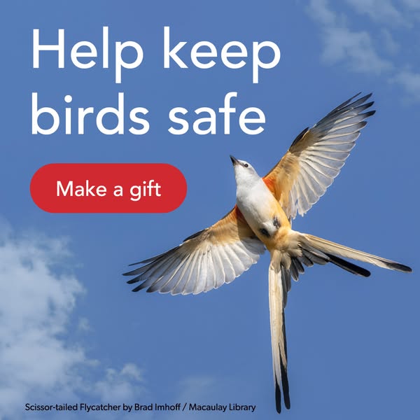 Safe plea