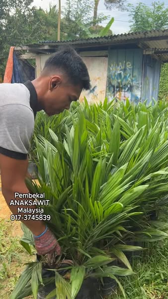 plantation