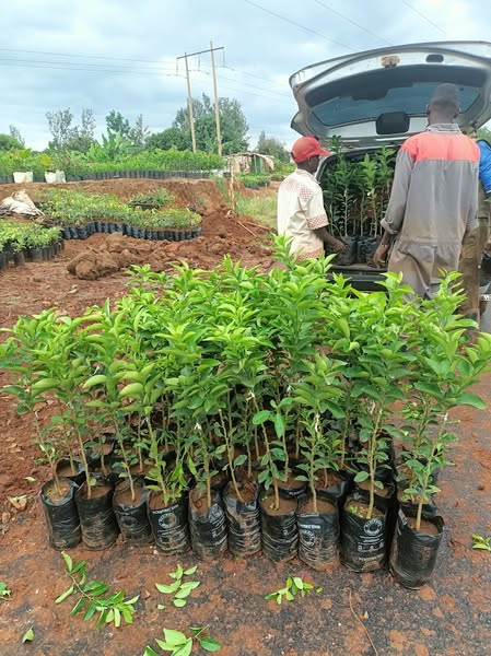 Ideal mulch