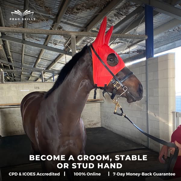Quality groom