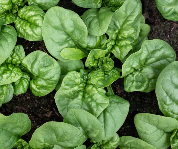 Fast spinach