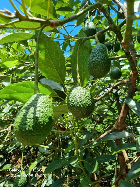 Macadamia Nuts