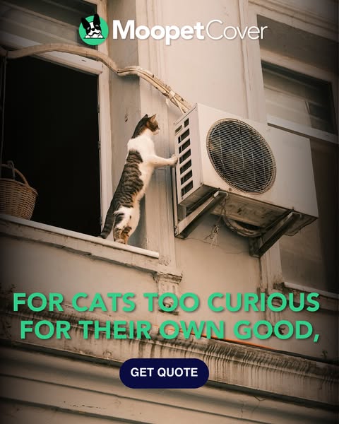 Affordable curiosity